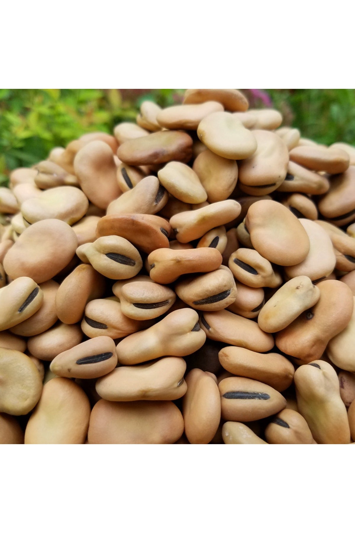 Kuru Bakla 5 Kg