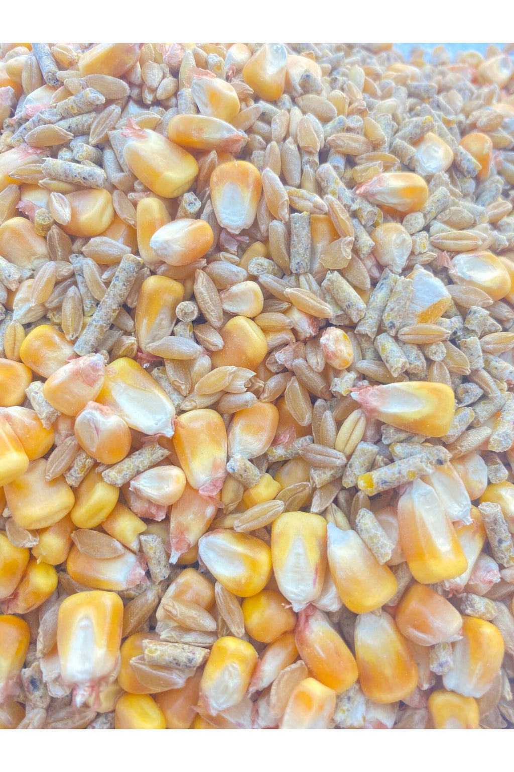 Bütün Mısır, Buğday ve Yumurta Peleti Karışımı – Tavuk, Kaz ve Hindi Yemi 1kg