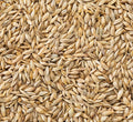 Arpa Naturel Yemlik 10 kg