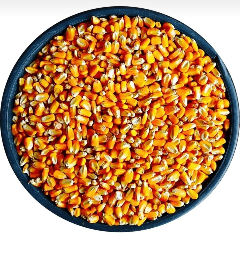 Bütün Mısır 10 Kg Tavuk Yemi