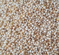 Muhabbet Kuşu Yemi Sade Ak Darı 10 Kg