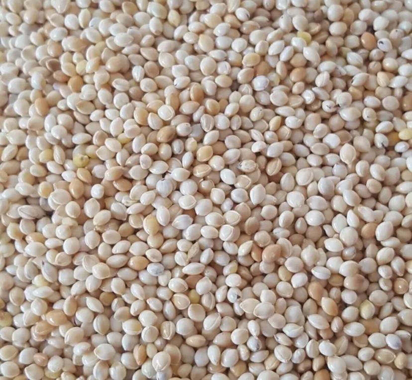 Muhabbet Kuşu Yemi Sade Ak Darı 10 Kg